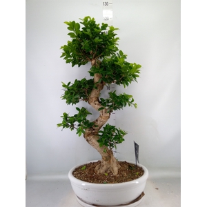 Ficus microcarpa 'Ginseng'