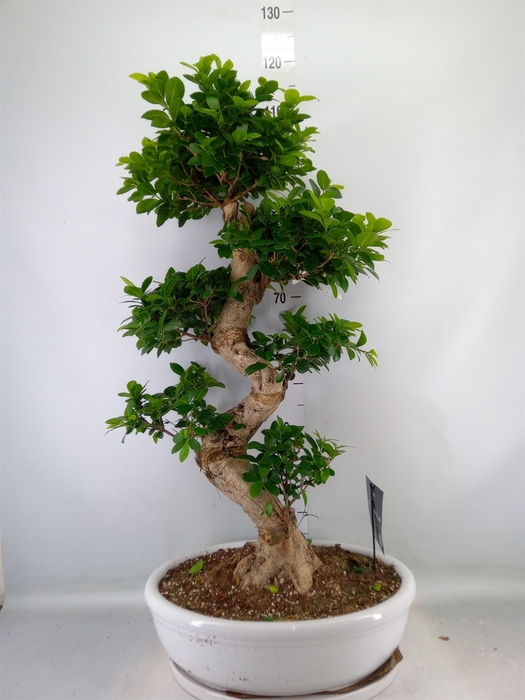 <h4>Ficus microcarpa 'Ginseng'</h4>