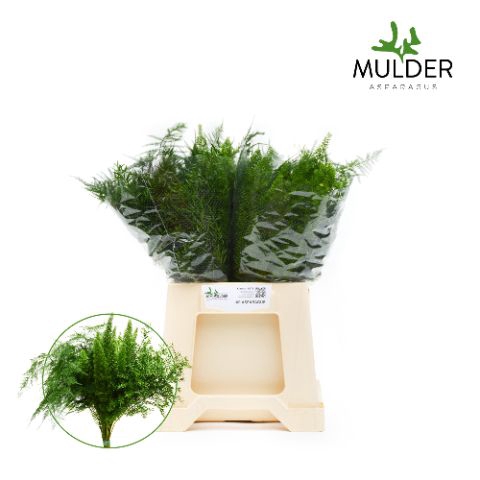 <h4>Snijgroen Asp mix 3 varietys 50cm</h4>