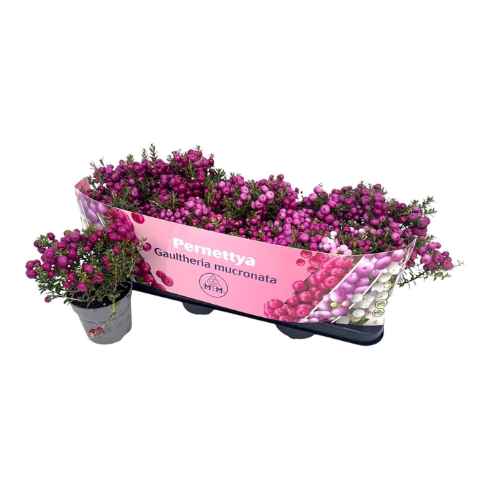 <h4>GAULTH MUCRONATA</h4>