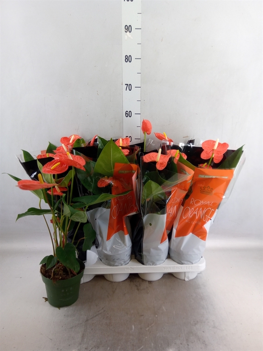 <h4>Anthurium andr. 'Madural Orange'</h4>