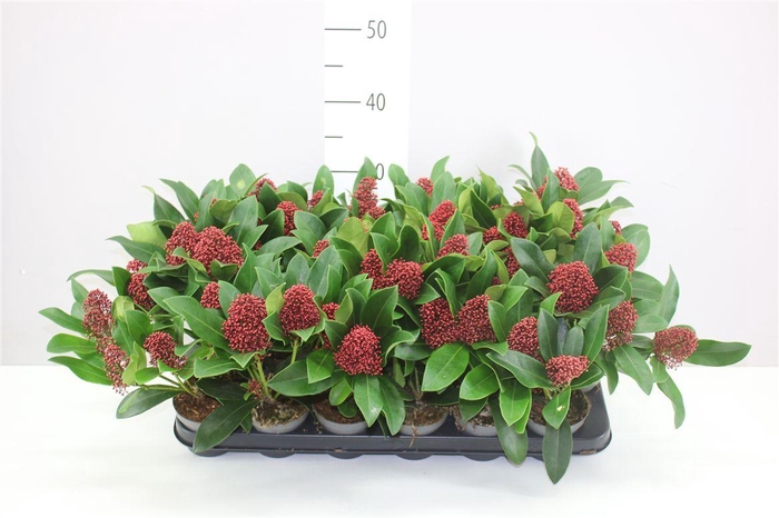 <h4>Skimmia Jap Rubella 3+</h4>