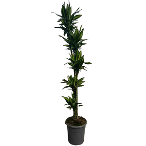Dracaena overig