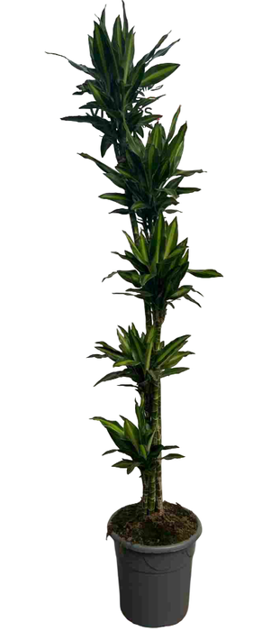 <h4>Dracaena overig</h4>
