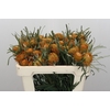 Banksia Dryandra