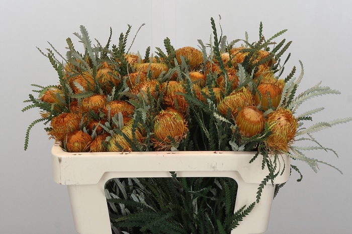 <h4>Banksia Dryandra</h4>