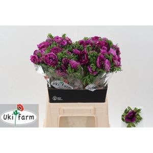 Anem Levante Fuchsia