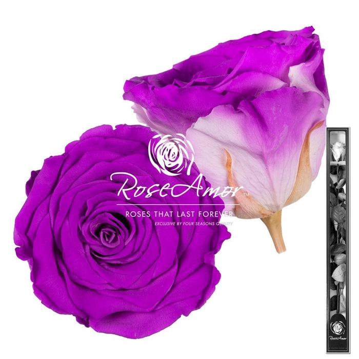 <h4>60cm Stem Bic05</h4>