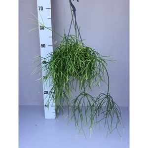 Rhipsalis cassutha oasis