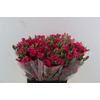 Di Tr Picasso Hot Pink