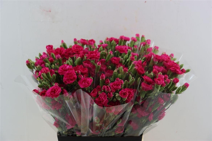 Di Tr Picasso Hot Pink