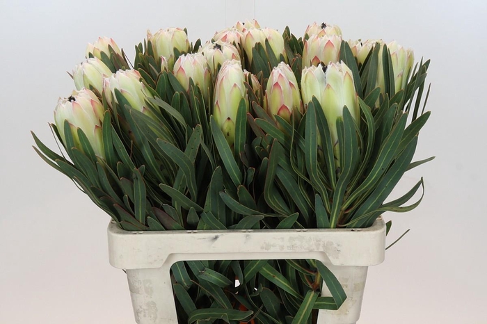 <h4>Protea White Night</h4>