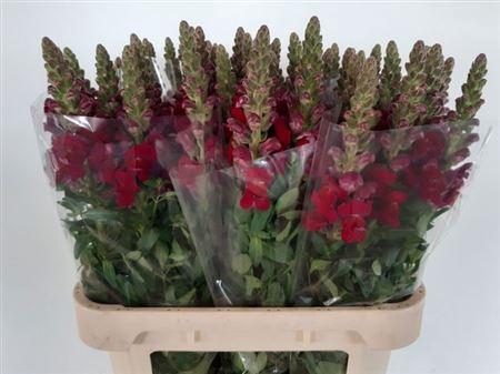 <h4>Antir Nl. Antibes Red</h4>