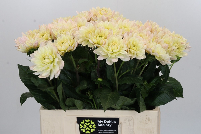 <h4>Dahlia Dianas Memory</h4>