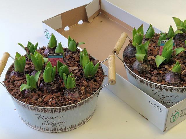 <h4>ARR HYACINTH</h4>