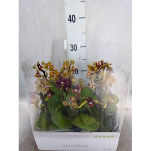 Phalaenopsis multi.   ...