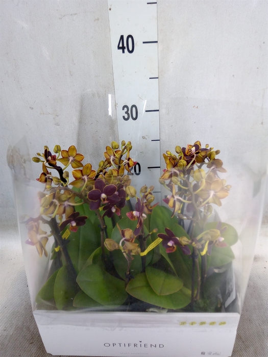 <h4>Phalaenopsis multi.   ...</h4>