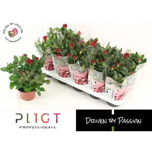 RO SCA MERCEDES KORD