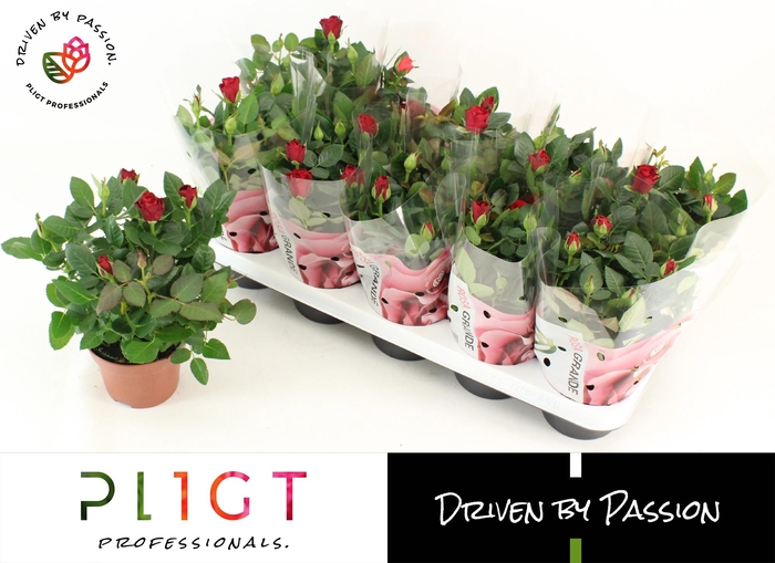 <h4>RO SCA MERCEDES KORD</h4>