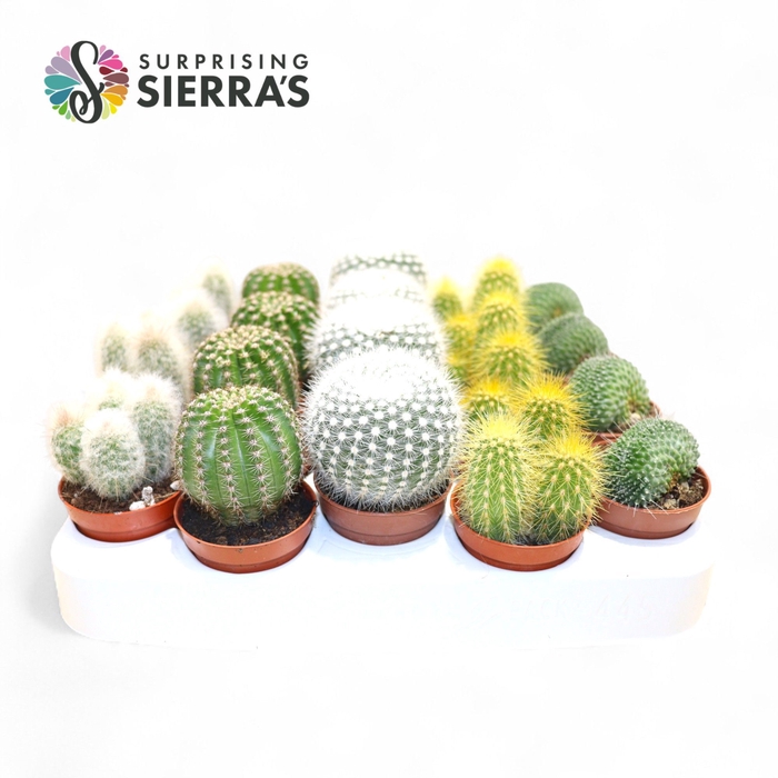 <h4>CACTUS GEM</h4>