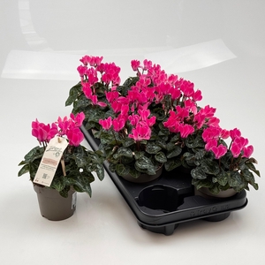 CYCL MD GARDEN