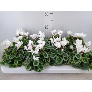 Cyclamen KL 'Donatello'