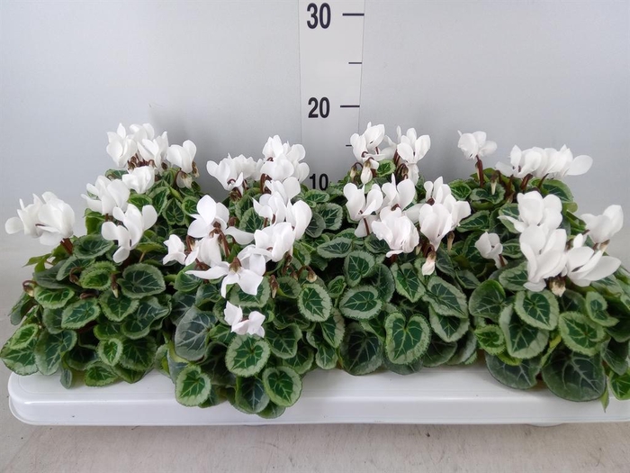 <h4>Cyclamen KL 'Donatello'</h4>