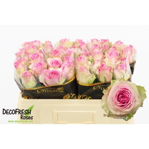 R Gr Brigitte Bardot