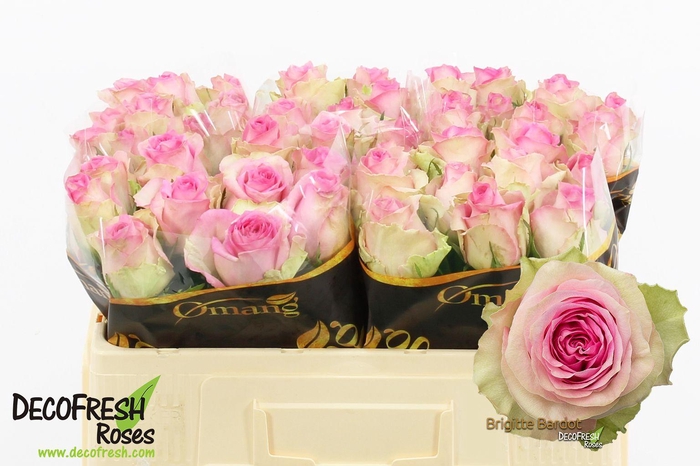 <h4>R Gr Brigitte Bardot</h4>