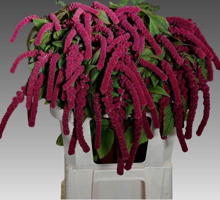 <h4>AMAR CA ROSARY</h4>