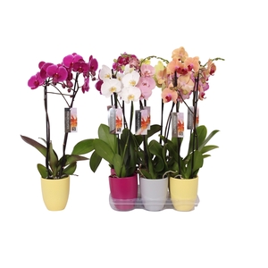 Phalaenopsis mix, 2-spike Purple, Grey and Yellow Ceramics