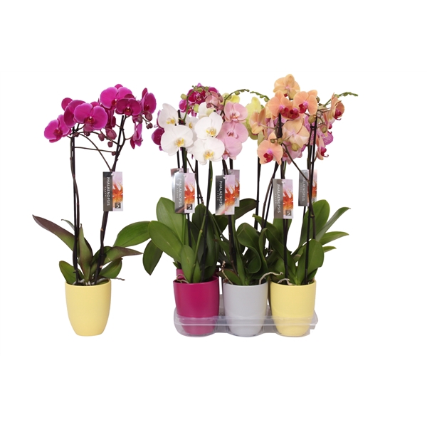 <h4>Phalaenopsis mix, 2-spike Purple, Grey and Yellow Ceramics</h4>