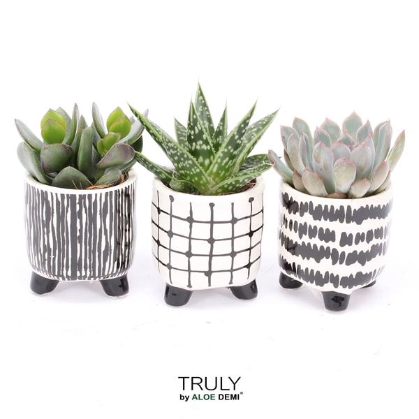<h4>TRULY Succulent, Black White</h4>
