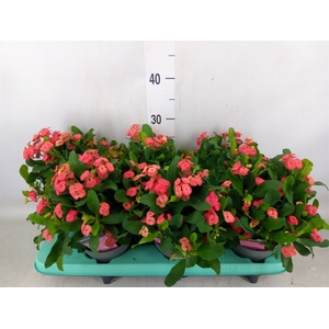 Euphorbia milii 'Vulcanus'