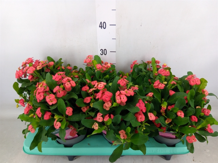 <h4>Euphorbia milii 'Vulcanus'</h4>