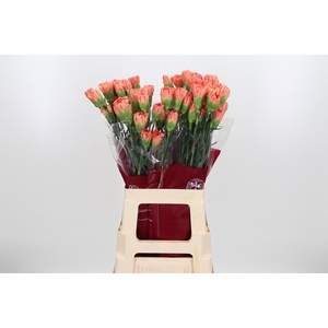 Di St Hermes Orange