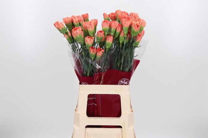 <h4>Di St Hermes Orange</h4>