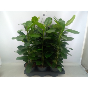 Ficus microcarpa 'Smile'