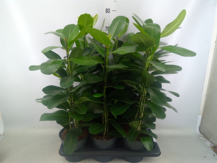 <h4>Ficus microcarpa 'Smile'</h4>