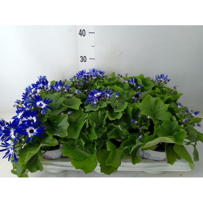 <h4>Pericallis cr. 'Senetti Violet Bic'</h4>