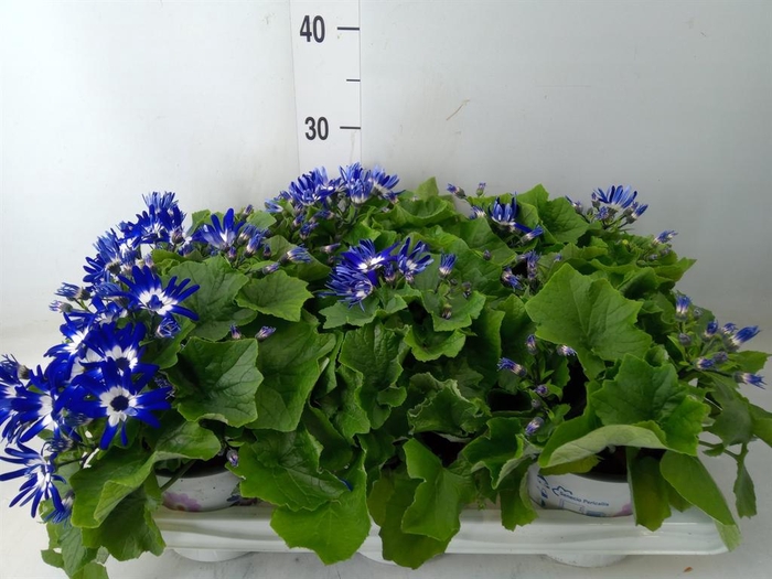 <h4>Pericallis cr. 'Senetti Violet Bic'</h4>