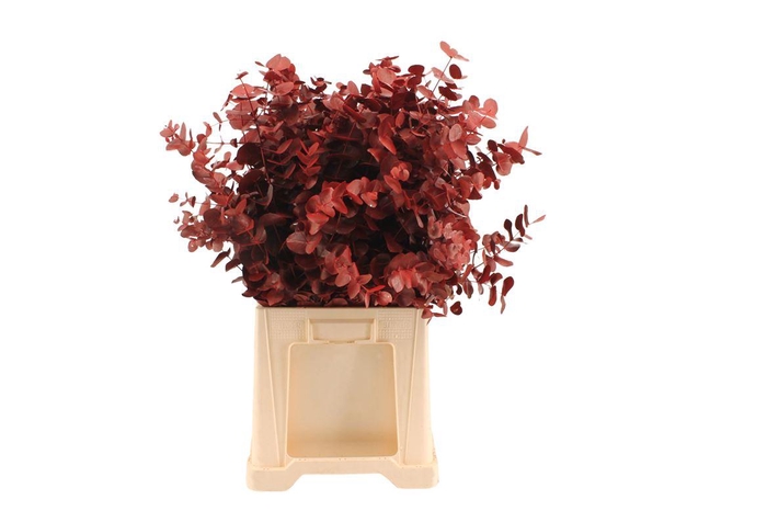 <h4>Euca Cinerea Rood</h4>