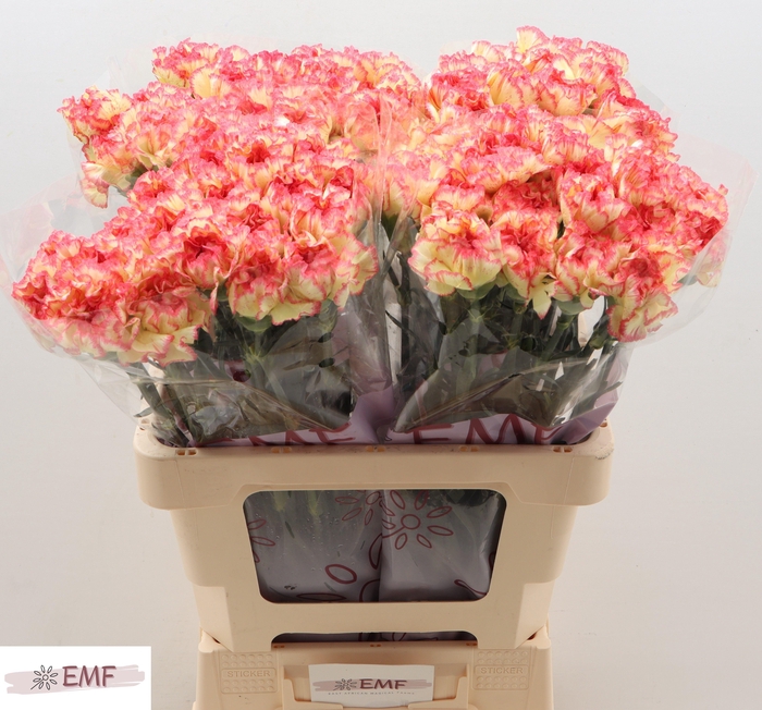 <h4>DI ST LORCA</h4>