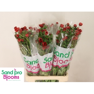 RAN CORTUSIFOLIUS MAGICAL TANGERINE