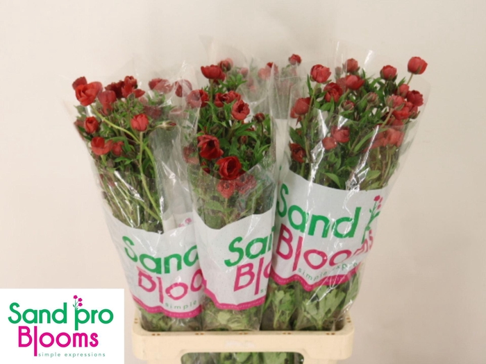 <h4>RAN CORTUSIFOLIUS MAGICAL TANGERINE</h4>