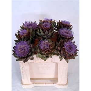 Cynara Sc Green Globe