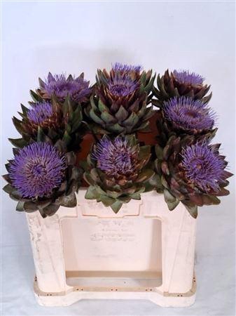 <h4>Cynara Sc Green Globe</h4>