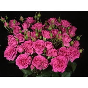 Rosa Spray Pink Dimension