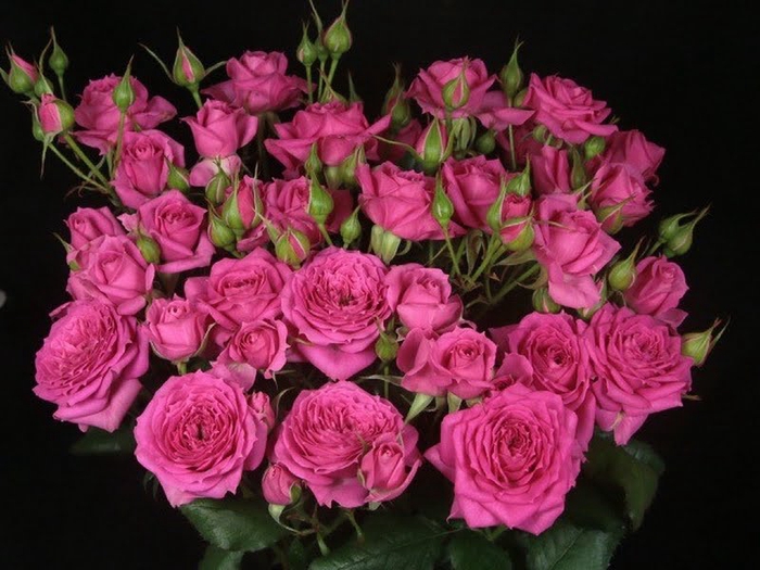 Rosa Spray Pink Dimension