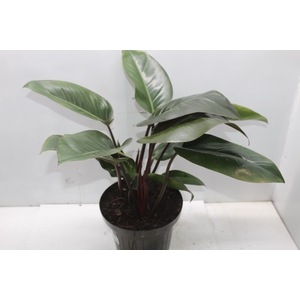 PHILODENDRON VARIADO P24